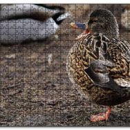Cakapuzzle Tek Ayak Üzerinde Duran Ördek Yavrusu Mdf 500 Parça Puzzle