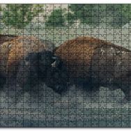 Cakapuzzle Toslaşan Bizonlar Mdf 1000 Parça Puzzle