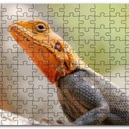 Cakapuzzle Turuncu Başlı Kertenkele Yakın Çekim Mdf 1000 Parça Puzzle
