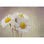 Cakapuzzle Üç Papatya Yakın Çekim Flu Arkaplan 500 Parça Puzzle