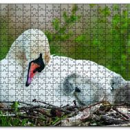 Cakapuzzle Uykudaki Kuğu Ailesi Ahşap 500 Parça Puzzle