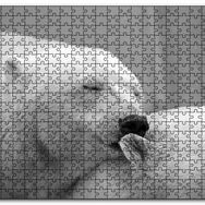 Cakapuzzle Uyuklayan Kutup Ayısı Mdf 500 Parça Puzzle