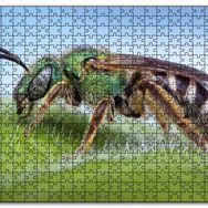 Cakapuzzle Yaprağın Üzerindeki Yaban Arısı Makro Çekim Mdf 1000 Parça Puzzle