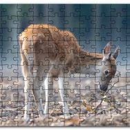 Cakapuzzle Yavru Geyik ve Yerde Kuru Yapraklar Mdf 255 Parça Puzzle