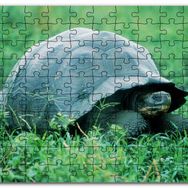 Cakapuzzle Yeşil Çayırdaki Kaplumbağa Mdf 120 Parça Puzzle