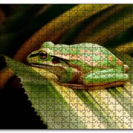 Cakapuzzle Yeşil Yaprak Üzerindeki Yeşil Kurbağa Mdf 1000 Parça Puzzle