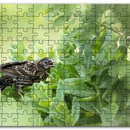 Cakapuzzle Yeşil Yaprakların Arasındaki Bıldırcın Mdf 1000 Parça Puzzle