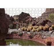 Cakapuzzle Yuvarlak Kaktüsler ve Kayalar 255 Parça Puzzle