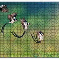 Cakapuzzle Zaman Atlamalı Fotoğrafçılık Kuş Görseli Mdf 1000 Parça Puzzle