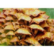 Cakatablo Sarı Mantarlar 1000 Parça Puzzle