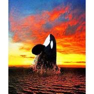 Canvas Hobby Balina Sayılarla Boyama Seti Kasnaklı 60 x 75 cm Sayılarla Boyama Seti