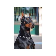 Canvas Hobby Canvas Doberman 50x65 cm Rulo Sayılarla Boyama Seti