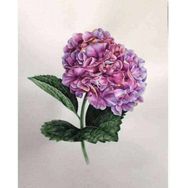 Canvas Hobby Canvas Güzel Ortanca 1 90 x 110 cm Kasnaklı Sayılarla Boyama Seti