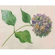 Canvas Hobby Canvas Güzel Ortanca 2 70 x 90 cm Kasnaklı Sayılarla Boyama Seti
