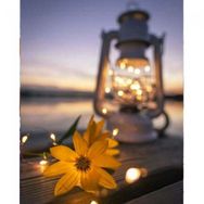 Canvas Hobby Canvas Işıltılı Kasımpatı 50 x 65 cm Kasnaklı Sayılarla Boyama Seti