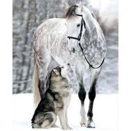 Canvas Hobby Canvas Kurt ve Atın Dostluğu 90 x 110 cm Kasnaklı Sayılarla Boyama Seti