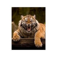 Canvas Hobby Canvas Vahşi Kaplan 40x50 cm Kasnaklı Sayılarla Boyama Seti