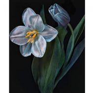 Canvas Hobby Canvas Yaşam Çiçeği 2 90 x 110 cm Kasnaklı Sayılarla Boyama Seti