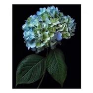 Canvas Hobby Cennet 2 Çiçeği Kasnaklı 90 x 110 cm Sayılarla Boyama Seti