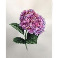 Canvas Hobby Güzel Ortanca 1 Kasnaklı 100 x 140 cm Sayılarla Boyama Seti