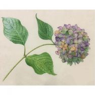 Canvas Hobby Güzel Ortanca 2 Rulo 40 x 50 cm Sayılarla Boyama Seti