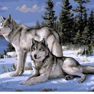 Canvas Hobby Kasnaklı 70 x 90 cm Kurt Bakışı Sayılarla Boyama Seti