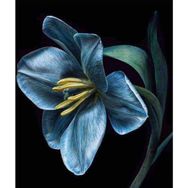 Canvas Hobby Kasnaklı 70 x 90 cm Yaşam Çiçeği 3 Sayılarla Boyama Seti