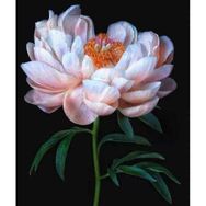 Canvas Hobby Şakayıkın Zarifliği 100 x 140 cm Rulo Sayılarla Boyama Seti
