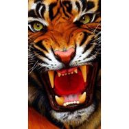 Canvas Hobby Vahşi Kaplan 2 60x75 cm Rulo Sayılarla Boyama Seti