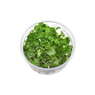 Cardamine Lyrata In Vitro Canlı Bitki