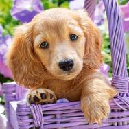 Castorland 103799 Sepetteki Sevimli Köpek 1000 Parçalık Puzzle