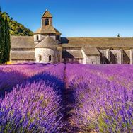 Castorland Provencede Lavanta Tarlası 1000 Parça Puzzle