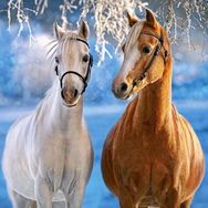 Castorland The Winter Horses 260 Parça Puzzle