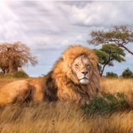 Clementoni 1000 Parça Kral Puzzle