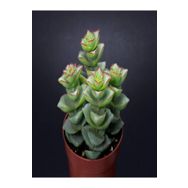 Crassula Perforata 5.5 cm mini Sukulent Saksısında Dolgun Formlu Teraryum ve Sukulent