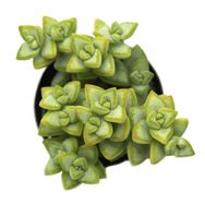 Crassula Rupestris Rosary Vine Sukulent