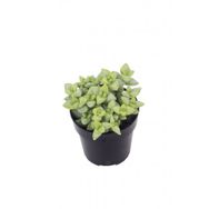 Crassula Rupestris Sukulent