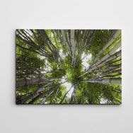 Dekolata Bambular 50x70 cm Kanvas Tablo