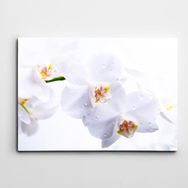 Dekolata Beyaz Çiçekler 70x100 cm Kanvas Tablo