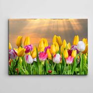 Dekolata Laleler 70x100 cm Kanvas Tablo