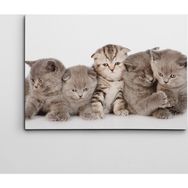Dekolata Sevimli Kediler 40x60 cm Kanvas Tablo