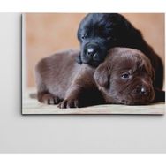 Dekolata Sevimli Köpekler 40x60 cm Kanvas Tablo