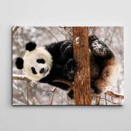 Dekolata Sevimli Panda 50x70 cm Kanvas Tablo
