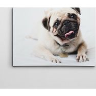 Dekolata Sevimli Pug 40x60 cm Kanvas Tablo