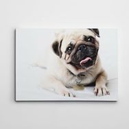 Dekolata Sevimli Pug 50x70 cm Kanvas Tablo