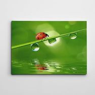 Dekolata Uğur Böceği 40x60 cm Kanvas Tablo