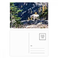 Dıythinker 14x9 cm 20 Adet Renkli Beyaz Ayı Orman Bilim Doğa Kartpostal Seti