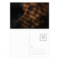Dıythinker 14x9 cm 20 Adet Renkli Köpek Evcil Hayvan Duygusal Resim Kartpostal Seti
