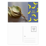 Dıythinker 20 Adet 14x9 cm Renkli Simpol Yaprak Bitki Resmi Doğa Muz Kartpostal Seti
