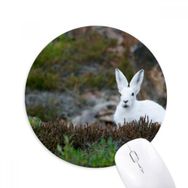 Dıythinker Beyaz Tavşan Bilim Doğa Manzarası Baskılı Yuvarlak Kaymaz Kauçuk Mouse Pad